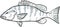 gray snapper Fish Gulf of Mexico Cartoon Drawing