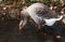 Gray Snow Goose in lake drinking water