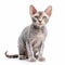 Gray Sphynx Cat With Explosive Pigmentation - Full Body
