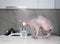 Gray sphynx cat is going to drink water in the kitchen
