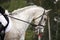 Gray sport horse portrait ar show arena