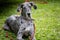 Gray Spotted Great Dane Dog