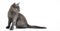 Gray spotted homeless kitten on a white background. Banner with a street cat