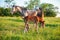 Gray spotted horse with broun foal