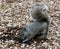 A Gray Squirrel #2