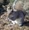 Gray Squirrel