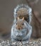 Gray Squirrel