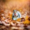 Gray Squirrel With Acorn In Autumn Leaves