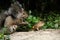 Gray Squirrel And Chipmunk