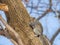 Gray squirrel climbing a tree on the snow