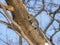 Gray squirrel climbing a tree on the snow