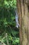 Gray squirrel climbs down tree