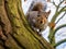 Gray squirrel climbs down tree