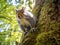 Gray squirrel climbs down tree