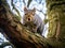 Gray squirrel climbs down tree