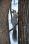 Gray squirrel climbs up the tree trunk in winter