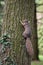 Gray squirrel clinging to a tree trunk