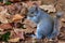 Gray squirrel with damaged tail