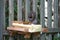 A gray squirrel eating at a backyard wooden picnic table