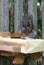 A gray squirrel eating at a backyard wooden picnic table