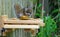 A gray squirrel eating at a backyard wooden picnic table for squirrels