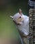 Gray Squirrel Eating From a Bird Feeder