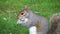 Gray squirrel eating on the grass