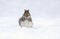 Gray Squirrel Eating a Nut in December Snow