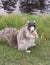 Gray squirrel enjoying a snack