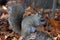 Gray Squirrel Feeding