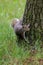 Gray squirrel at the foot of a tree