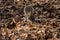 Gray Squirrel on the forest floor