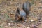 Gray squirrel gnaws a nut in the park