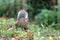 Gray Squirrel in green wood