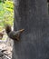 Gray Squirrel hanging on to tree trunk in Balboa Park San Diego