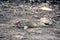 Gray squirrel lying flat on ground in the forest