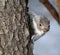 Gray Squirrel Peeking Around Side of Tree