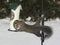 Gray Squirrel Raiding a Bird Feeder