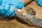 Gray Squirrel Rehabilitation