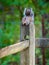 Gray squirrel resting on a split rail fence post