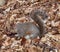 Gray Squirrel Rummaging Through Dried Leaves