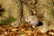 Gray Squirrel (Sciurus carolinensis) curled up in leaves next to a tree, taken in the UK