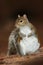 Gray Squirrel, Sciurus carolinensis, in the dark brown forest. Cute animal in the nature habitat. Grey squirrel in the meadow with