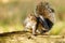 Gray Squirrel (Sciurus carolinensis) having a good scratch, taken in the UK