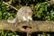 Gray Squirrel (Sciurus carolinensis) pair mating, taken in the UK