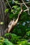 Gray Squirrel (Sciurus carolinensis) in the UK