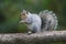 Gray Squirrel Sitting on a Branch in Fall