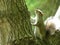 Gray Squirrel standing in the crotch of a  large tree looking upward attentively at something with lots of greenery