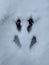 Gray Squirrel Tracks in Snow