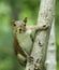 Gray Squirrel on Tree Trunk